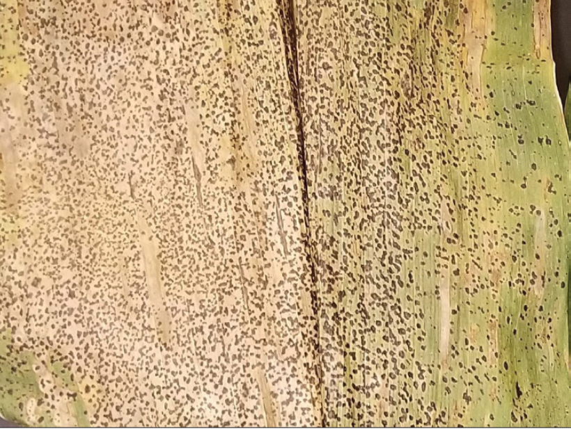 Corn Tar Spot. Image credit: Darcy Telenko and Gail Ruhl, Perdue Botany & Plant Pathology. https://www.extension.purdue.edu/extmedia/BP/BP-90-W.pdf