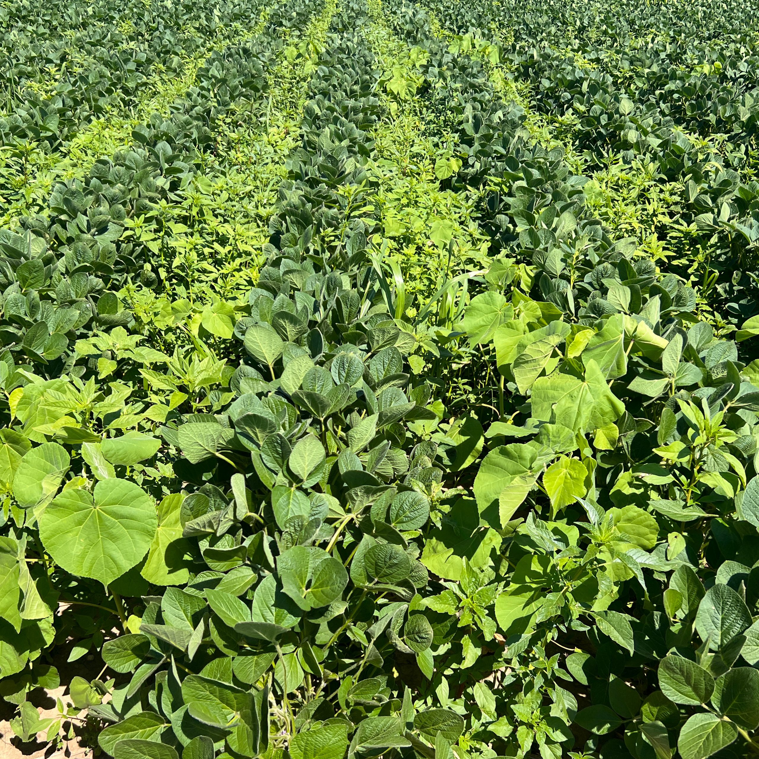 Read more about the article The Value of Field Trials