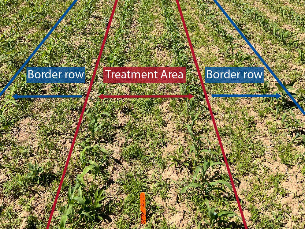 two center rows indicating treatment row and two outer rows indicate border rows