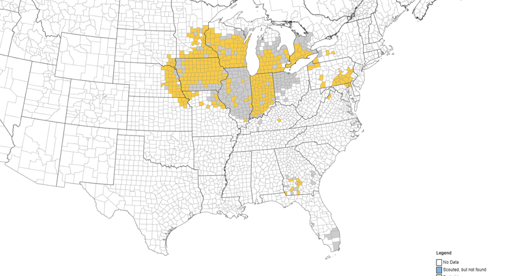 Corn tar spot infected counties at end of season 2022 from impPIPE